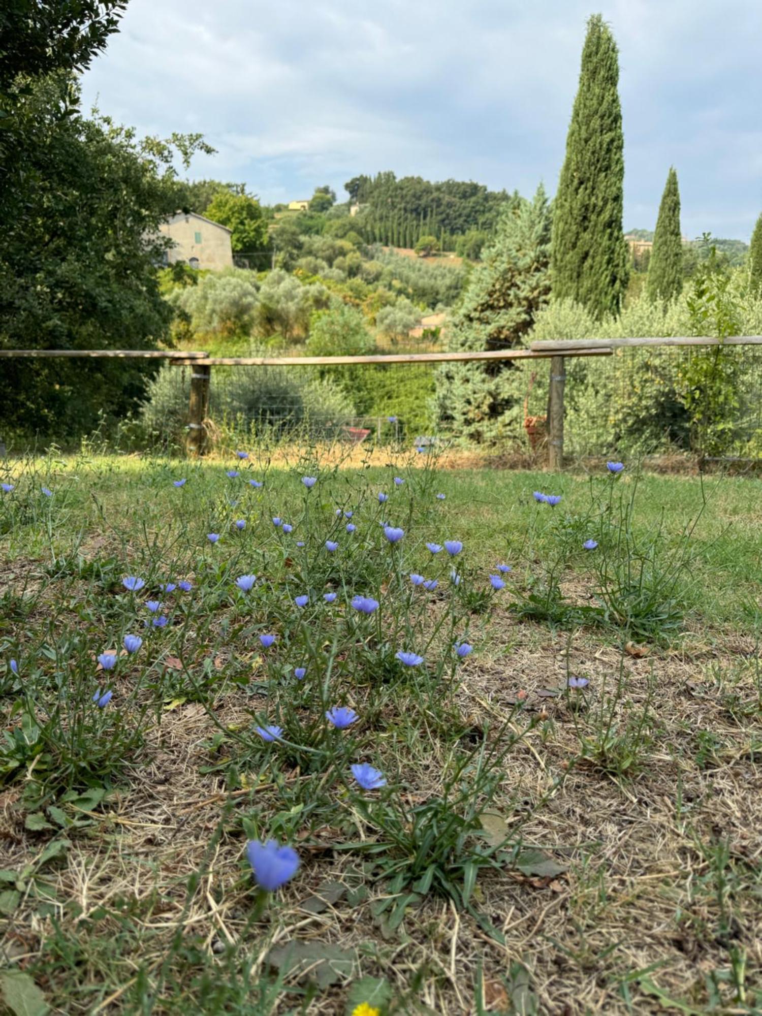 B&B Podere Cottimellino - Montalcino - Val D'Orcia Exterior foto